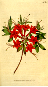 Scarlet azalea (1792). Free illustration for personal and commercial use.