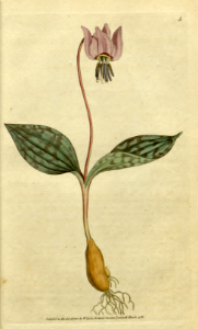 dog's-tooth-violet, dogtooth violet,Botanical Magazine, t. 1-36, vol. 1: t. 5 (1787)