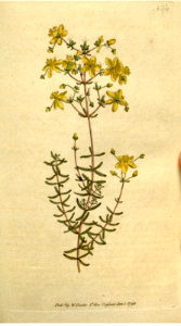 Heath-leaved St. John's wort. Free illustration for personal and commercial use.