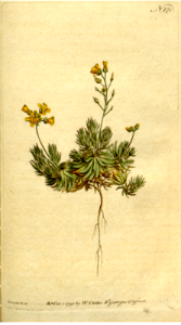 Draba brachystemon [as Draba aizoides]