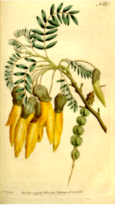 Large-leaved kōwhai, Wing-podded Sophora (1792). Free illustration for personal and commercial use.