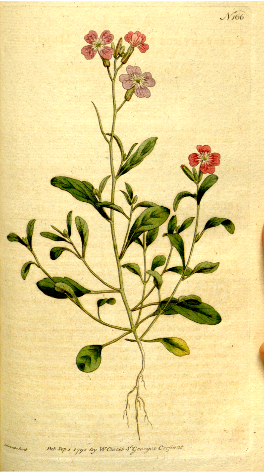 Malcolmia maritima [as Cheiranthus maritimus],  MEDITERRANEAN STOCK