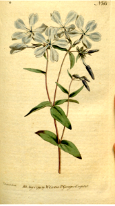 Sweet William phlox (1792). Free illustration for personal and commercial use.