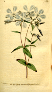 Sweet William phlox (1792)