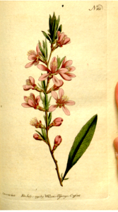 DWARF ALMOND (1792). Free illustration for personal and commercial use.