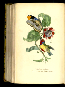 Cabézon Élégant, versicoloured barbet (Eubucco versicolor), and granadilla (Passiflora quadrangularis).