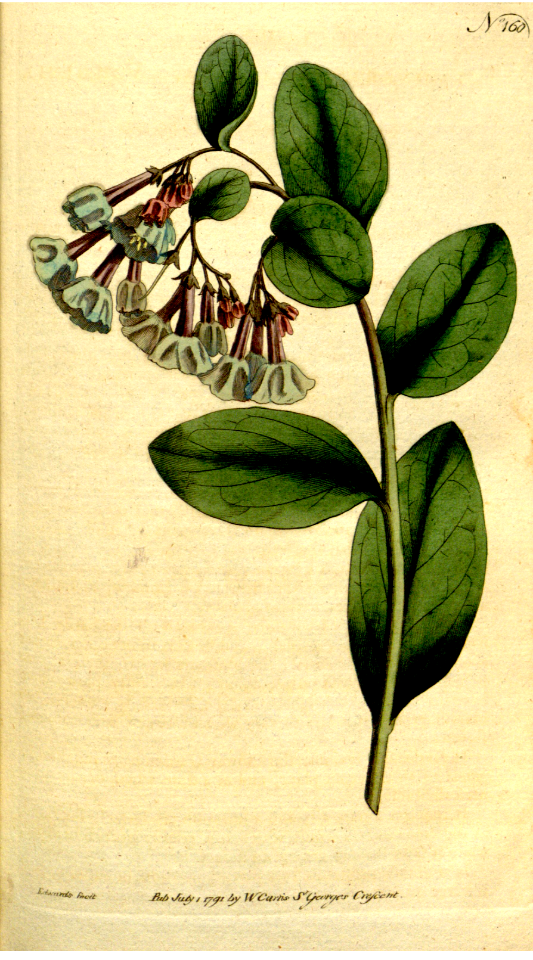 VIRGINIA LUNGWORT (1792)