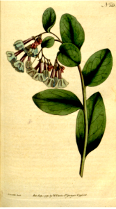 VIRGINIA LUNGWORT (1792). Free illustration for personal and commercial use.