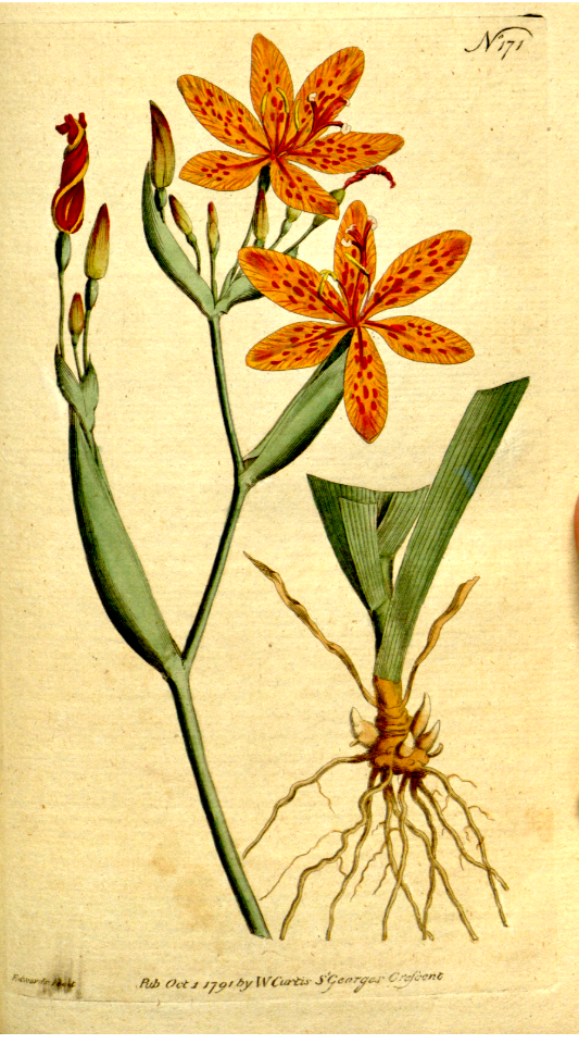 Iris domestica [as Ixia chinensis L.], CHINESE IXIA
