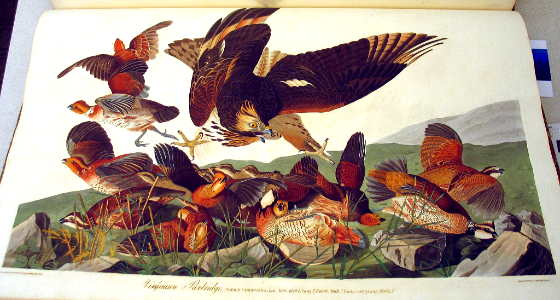 Virginian Partridge [Northern Bobwhite and Red-shouldered Hawk]  (1826-1838)