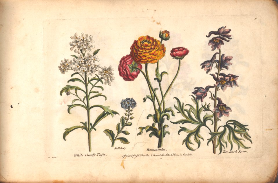 White candy tufts, sellitory, ranunculus, and bee lark spur.