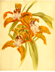 Tracy's Cymbidium (Cymbidium tracyanum). Free illustration for personal and commercial use.