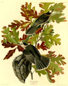 Canada Jays in White Oak. (Perisoreus canadensis in Quercus alba) Audubon, J.J., Birds of America [double elephant folio edition], t. 107 (1826-1838) [J.J. Audubon]. Free illustration for personal and commercial use.