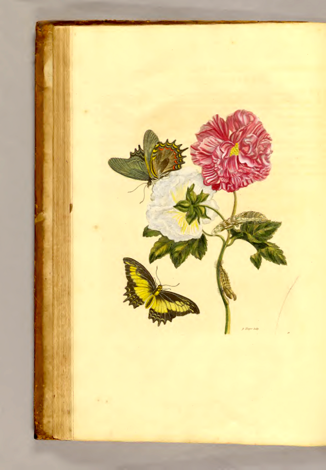 Changeable Rose and Queen Swallowtail (Papilio androgeus) by Maria Sibylla Merian (c. 1705)