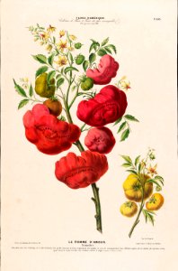 Heirloom tomatoes, aka Love apple, La Pomme D'amour (1843-1846).. Free illustration for personal and commercial use.