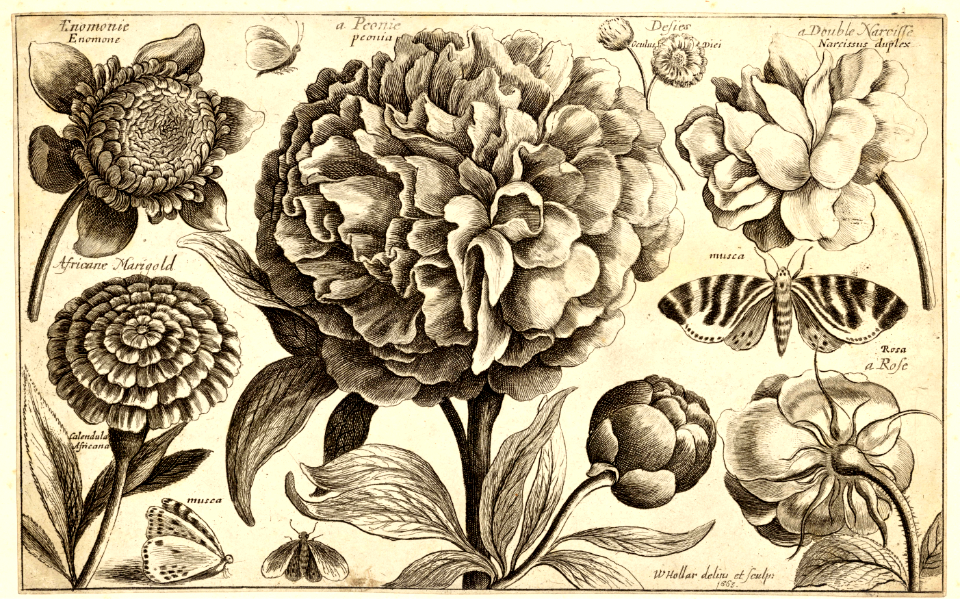 A peony.