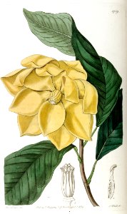 Egg magnolia. Magnolia liliifera. Flowers release an intensely fragrant, pineapple-like scent in the morning.