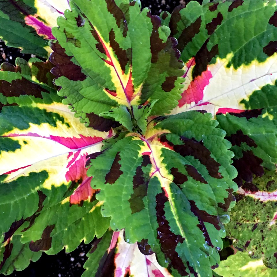 Coleus 'Giant Exhibition Multicolor'