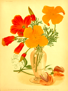 'Mandarin' California poppy (1877). Free illustration for personal and commercial use.