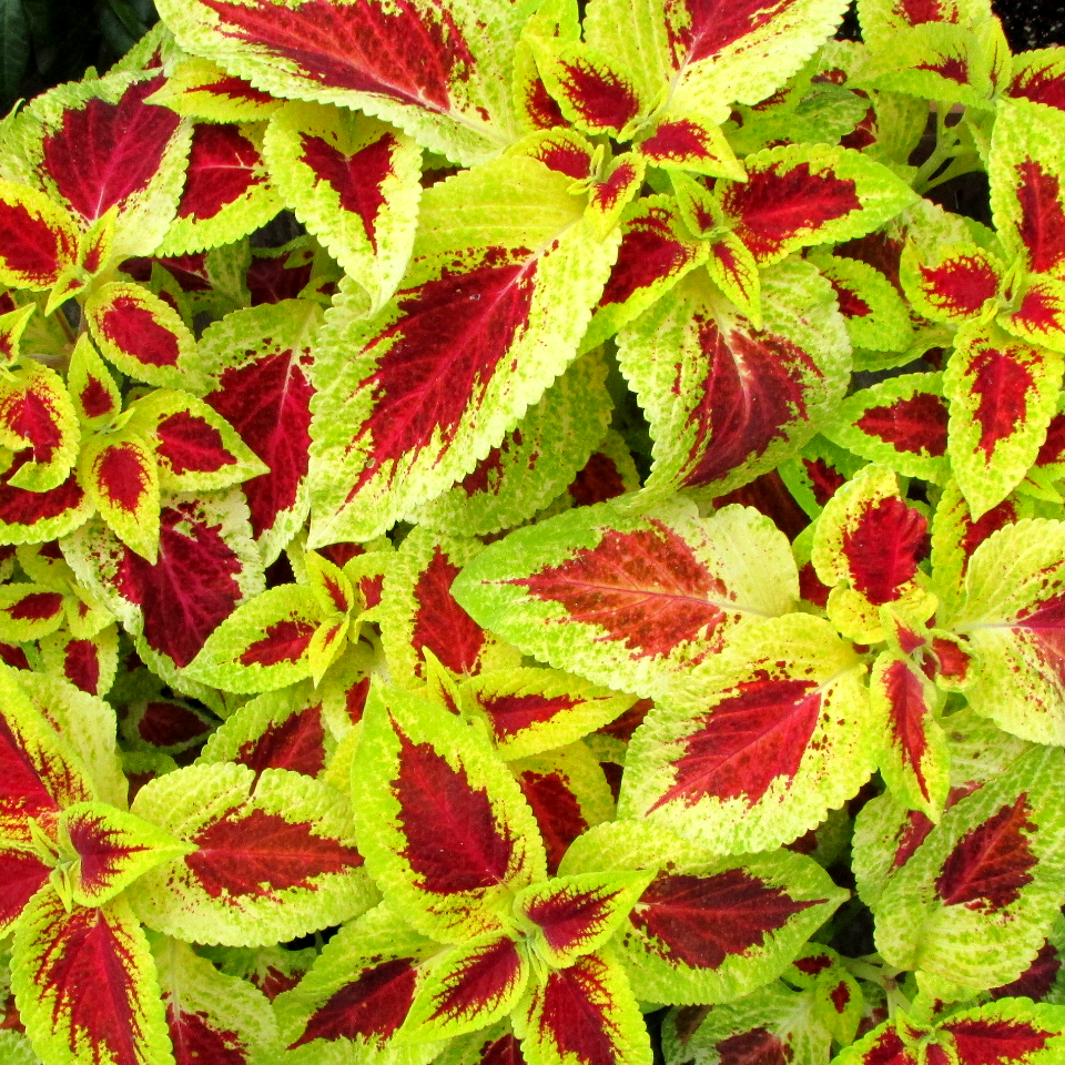 Coleus 'Wizard Scarlet'