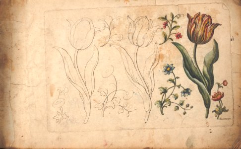 Instructions in how to draw a tulip. Watercolour by A. Heckle (1757). Free illustration for personal and commercial use.