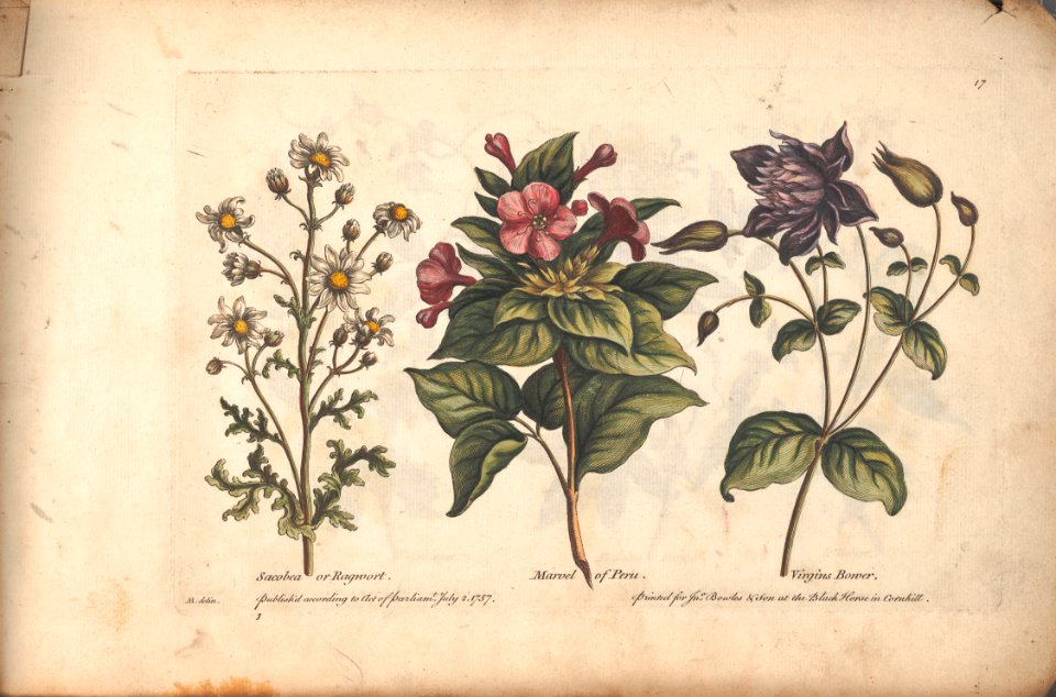 Ragwort, Marvel of Peru, and Virgin's Bower.