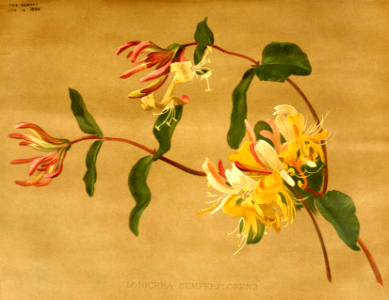 Trumpet honeysuckle vine (1894). Free illustration for personal and commercial use.