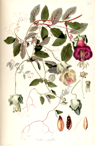Cup and saucer vine (1809). Free illustration for personal and commercial use.
