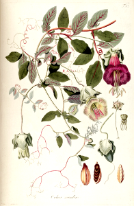 Cup and saucer vine (1809)