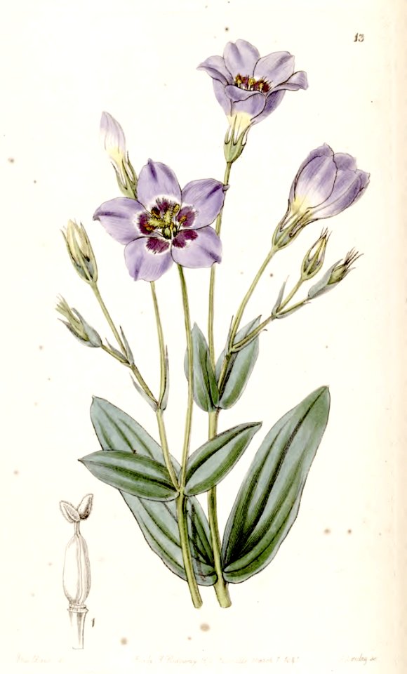Catchfly Prarie Gentian, Western blue gentian (Eustoma exaltatum).