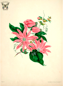 Racemose Passion flower (1834)