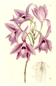 Rosy Tinted Laelia. Laelia rubescens [as Laelia peduncularis]. Fragrant pink flowers on 3 foot long spikes. Grows on tree trunks in deciduous forests of Mexico and Central America.. Free illustration for personal and commercial use.