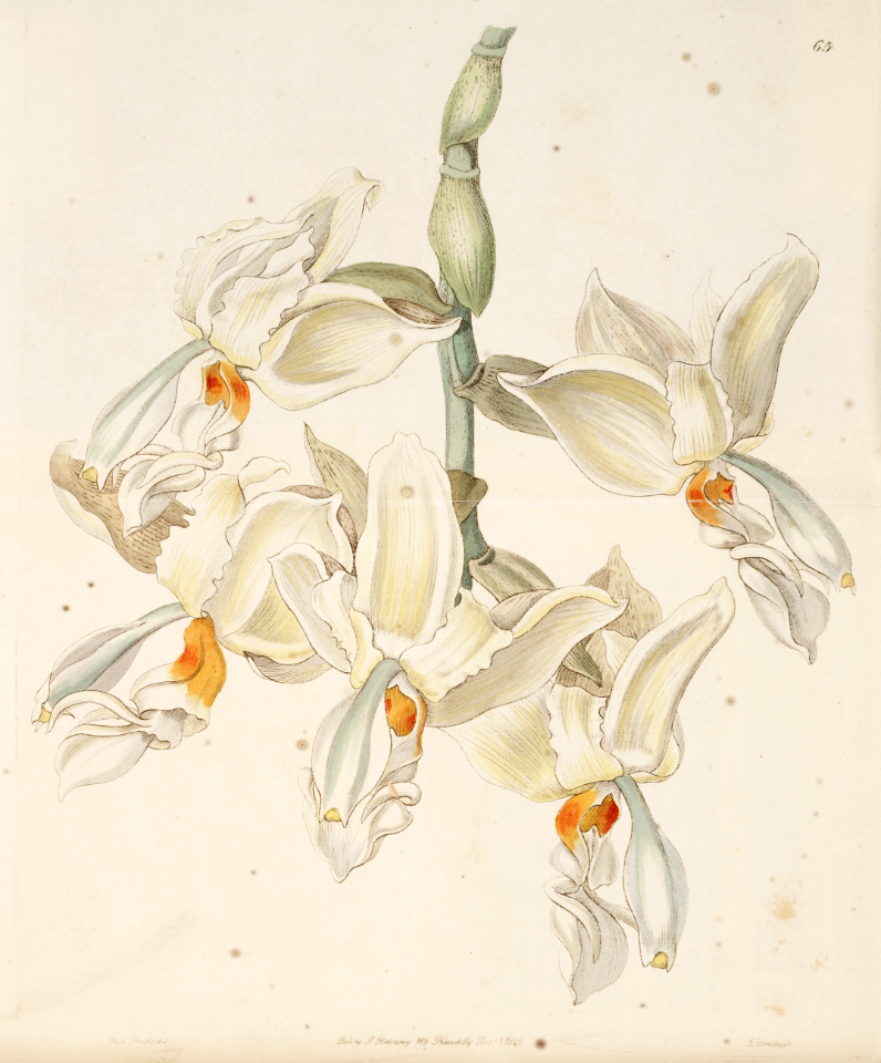Stanhopea ruckeri. Flowers carries mild cinnamon scent similar to the candy &quot;Hot Tamales.&quot; Grows at elevations of 2,600-4,600 feet in mountain forests of Mexico and Central America. Edwards’s Botanical Register, vol. 31, (1845) [Sarah Ann Drake]