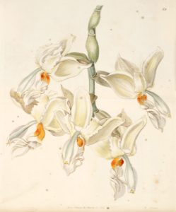 Stanhopea ruckeri. Flowers carries mild cinnamon scent similar to the candy &quot;Hot Tamales.&quot; Grows at elevations of 2,600-4,600 feet in mountain forests of Mexico and Central America. Edwards’s Botanical Register, vol. 31, (1845) [Sarah Ann Drake]