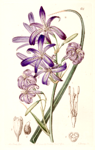 Lavender mountain lily, Lily-of-the-Altai (1844). Free illustration for personal and commercial use.