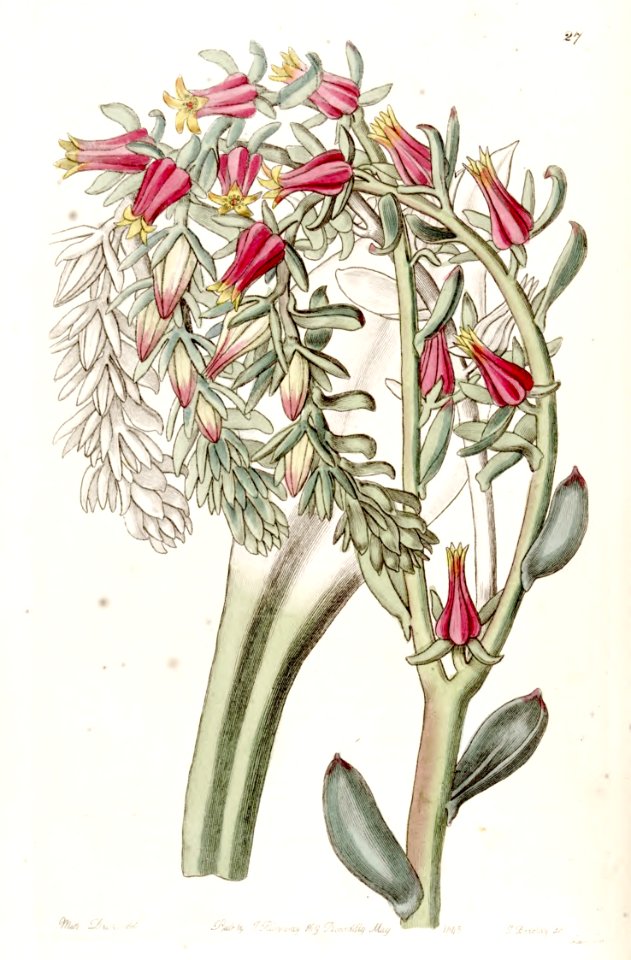 Echeveria scheerii.