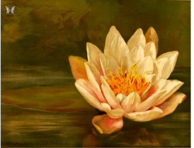 Hardy water lily (1893). Free illustration for personal and commercial use.