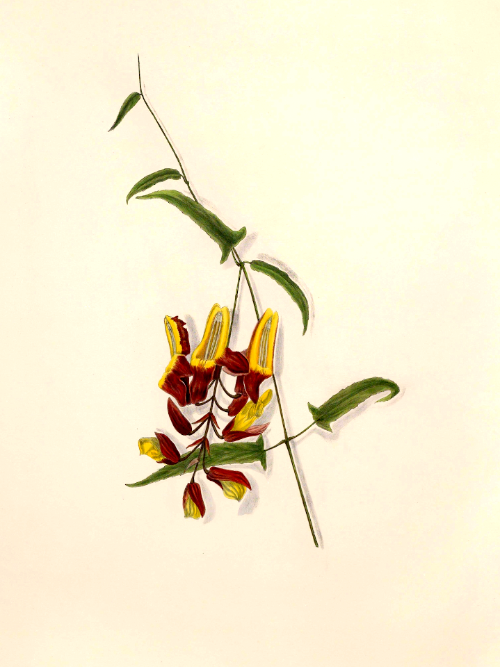 Thunbergia mysorensis. Lady's slipper vine. Fast-growing vines to 20 feet tall cover pergolas quickly. Flowers hang down, are large, flashy, and slipper-shaped (1893).