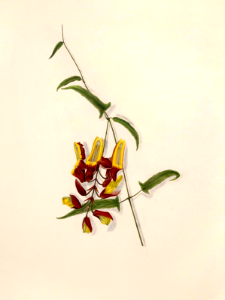 Thunbergia mysorensis. Lady's slipper vine. Fast-growing vines to 20 feet tall cover pergolas quickly. Flowers hang down, are large, flashy, and slipper-shaped (1893).