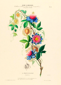 La Marie-gougeat Passiflora.  Passiflora foetida (1843-1846)