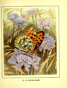 High brown fritillary butterfly, Le Moyen-nacré, on scabiosa flowers (1934). Free illustration for personal and commercial use.