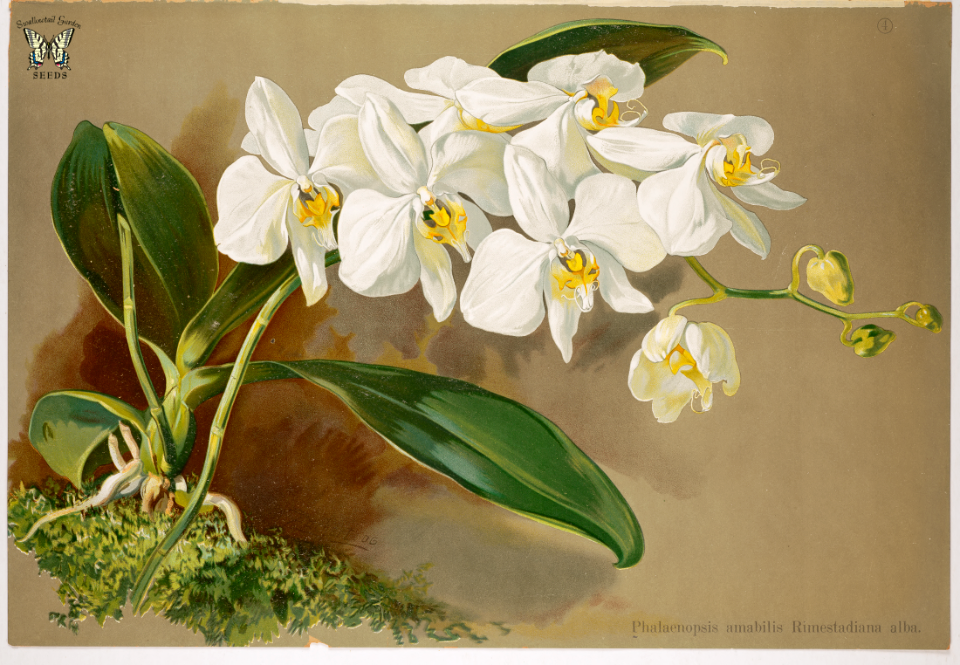 White moth orchid.  Phalaenopsis amabilis var. rimestadiana.