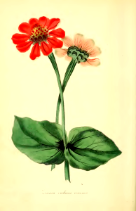 Violet colored zinnia, scarlet variety (1834). Free illustration for personal and commercial use.