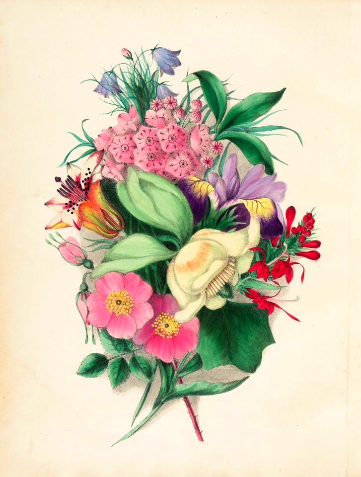 Frontispiece from Wild Flowers Drawn and Colored from Nature (1859).