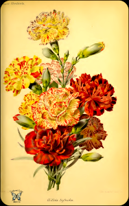 Carnation hybrids (1884)