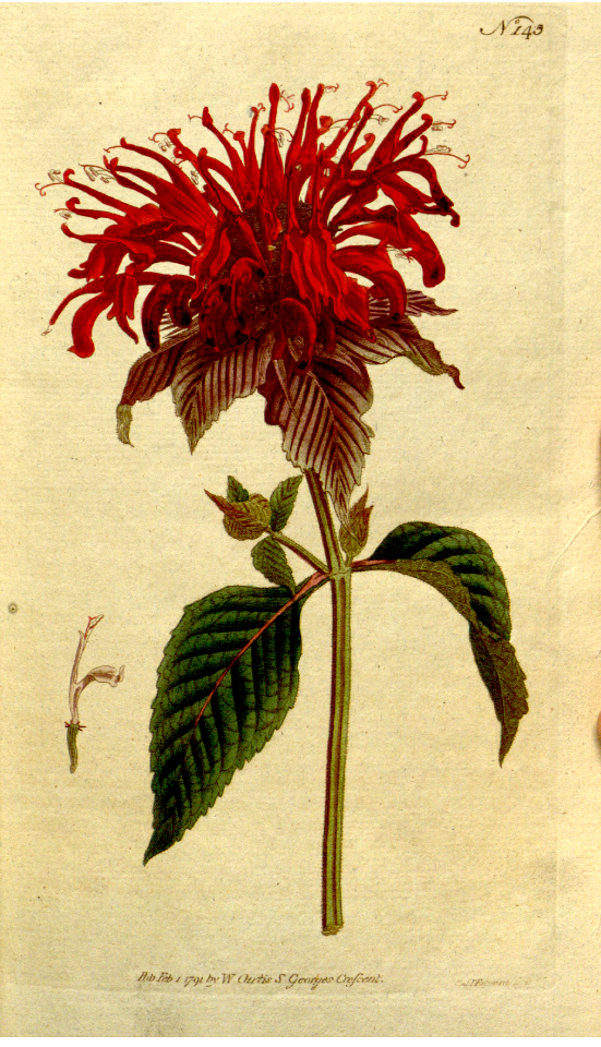 Wild bergamot, bee balm (1792)