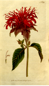 Wild bergamot, bee balm (1792). Free illustration for personal and commercial use.