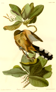 Mangrove cuckoo in seven-year apple (1826-1838). Free illustration for personal and commercial use.