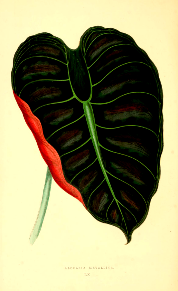 Copper Shield Alocasia (1867)