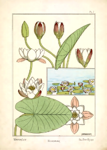 Water-lily, Nenuphar, Sie See Rose (1896). Free illustration for personal and commercial use.